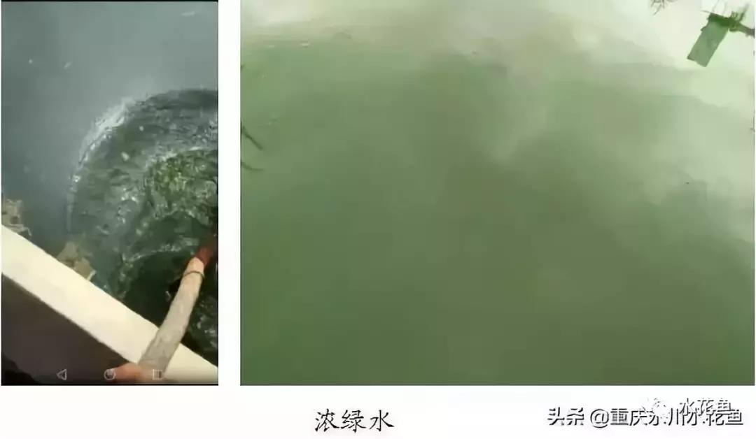 水产养殖水质评价标准,水产养殖水质怎么查看的