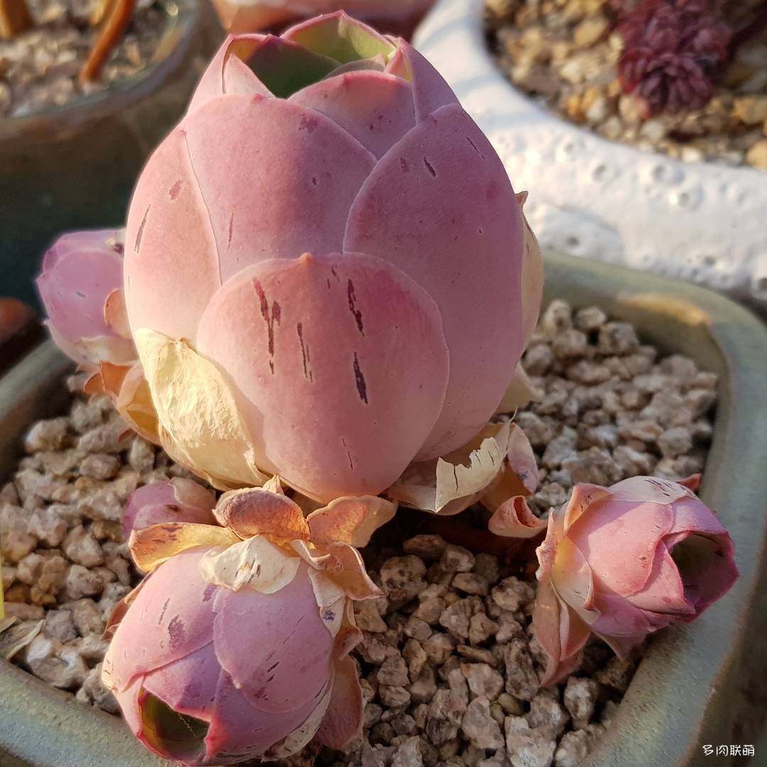 韩国大棚多肉,肉叔带你走遍韩国多肉大棚