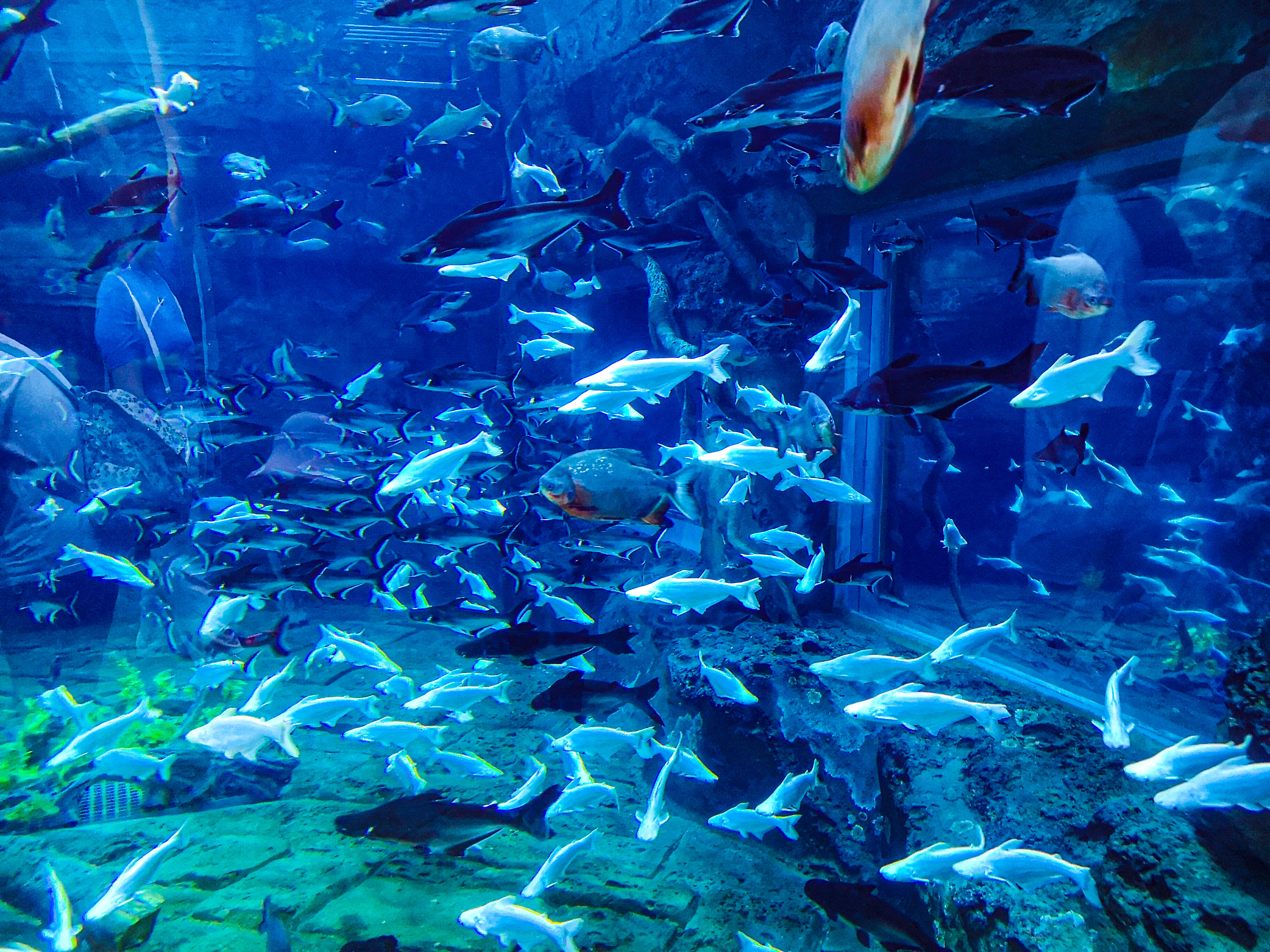 暑期郑州银基动物王国旅游,郑州市区怎么去银基动物王国