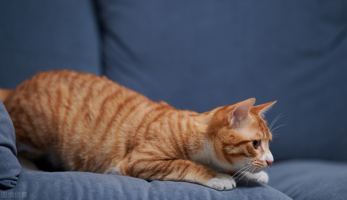中华田园猫的品种介绍和图片大全,中华田园猫跟宠物猫哪个更聪明