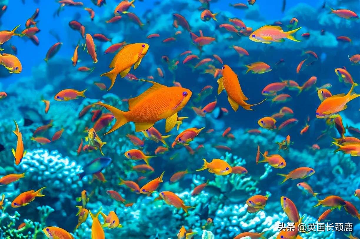 羊驼专治什么病,羊驼治愈厌食症