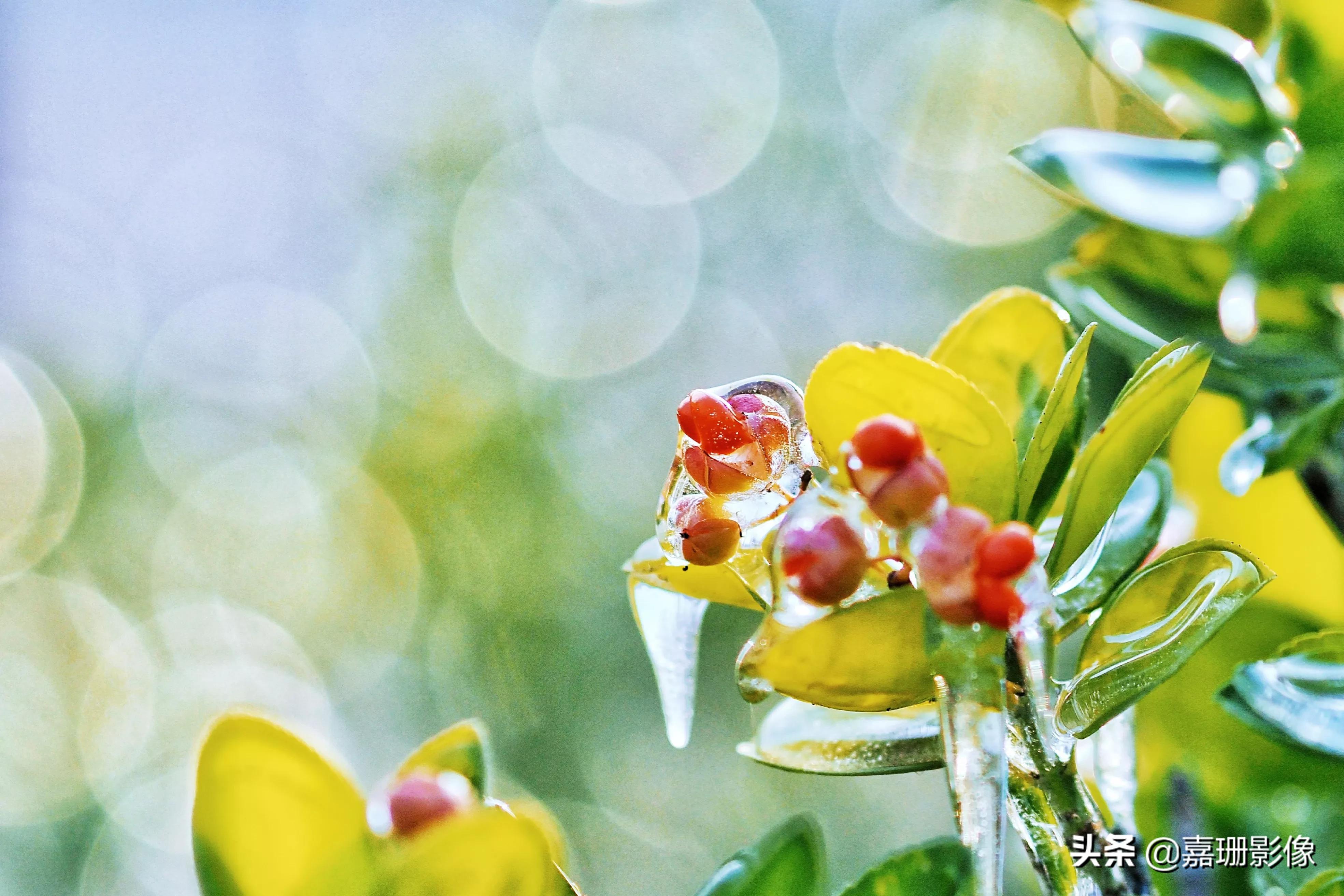 看看花容,听听花语2020年我镜头里的百种花卉