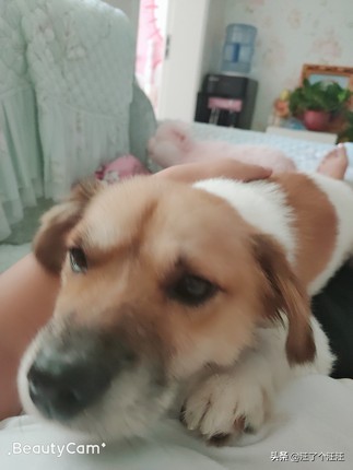 靓贝狗粮大粒,20公斤靓贝狗粮价格