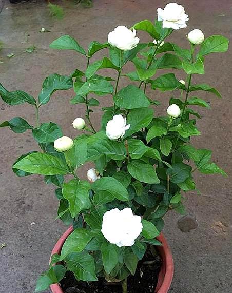 虎头茉莉几月份就不能修剪了,虎头茉莉怎么养才能爆盆