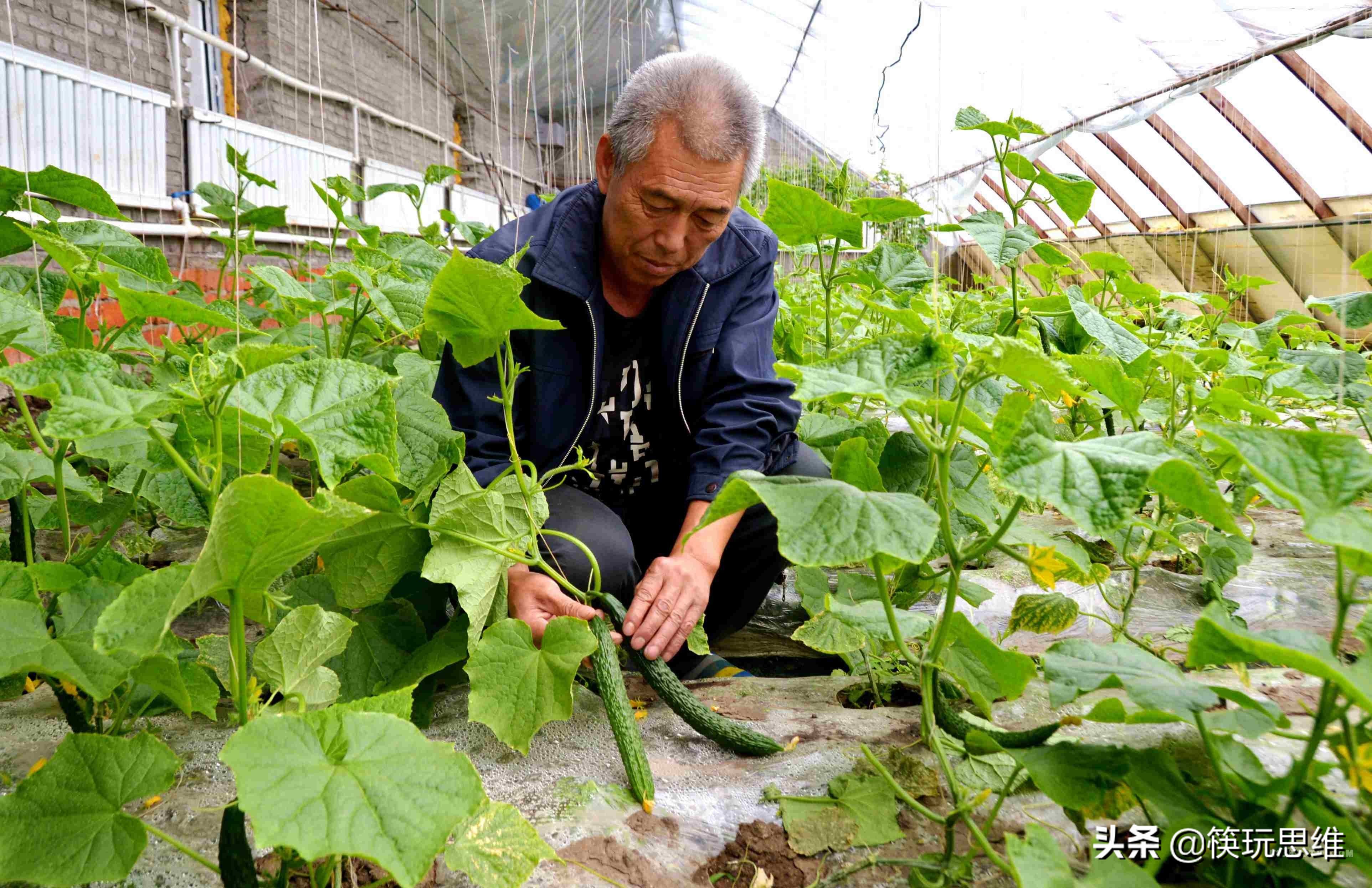 美菜加盟事件,美菜加盟商现状