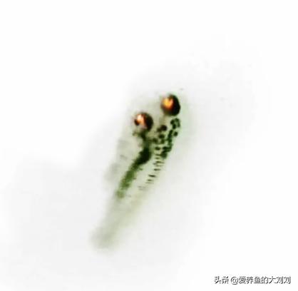 金鱼卵的孵化水温度多少度最佳,金鱼卵孵化出小金鱼咋养