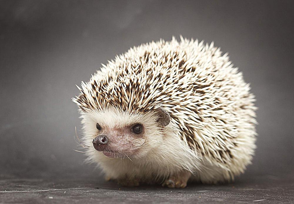 东北五大仙白仙擅长什么,东北五大仙白仙实力