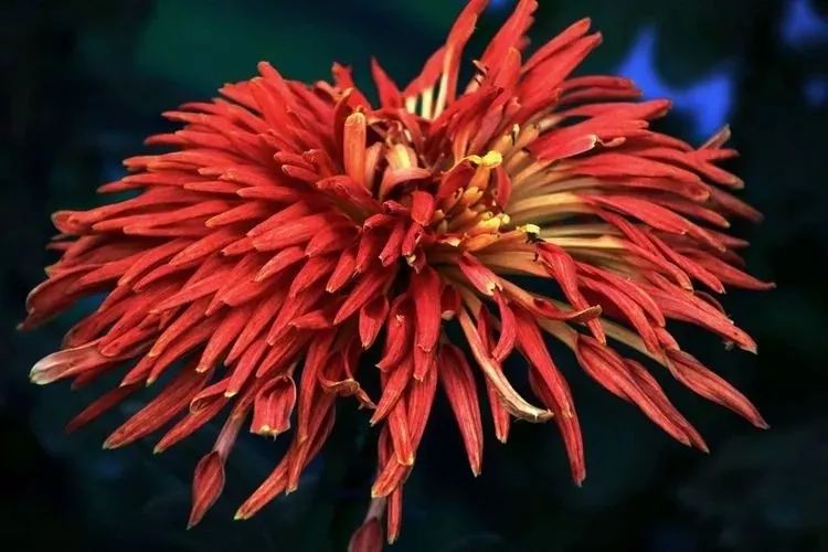 花中四君子菊花国画用笔,花中四君子菊花高清图片