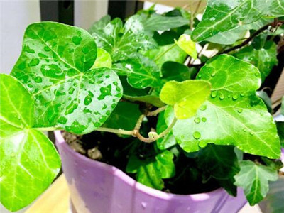 常春藤茎干枯黄叶片绿,常春藤叶子干枯发黑