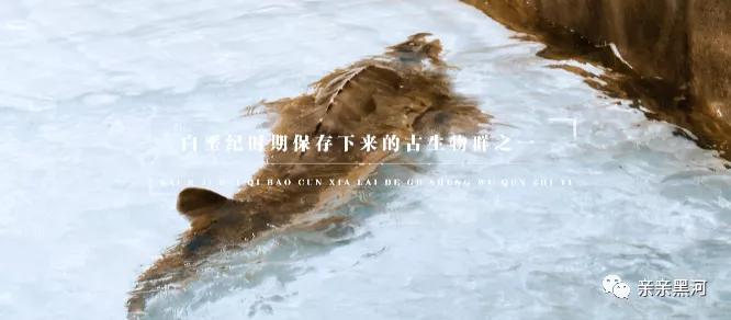 黑河大鳇鱼,黑龙江渔民打上1028斤大鳇鱼