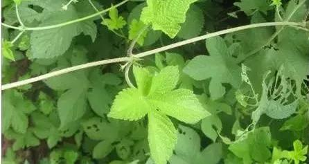 农村随处可见的几种野生中草药,教你认识那些路边的野生中草药