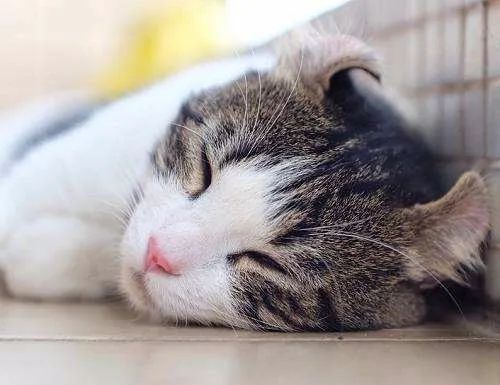 猫咪大喘气一般吃什么药,猫咪大喘气是不是猫瘟