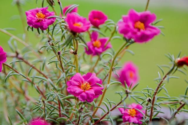 太阳花长势强壮怎么不开花,太阳花根系蔫了怎么回事