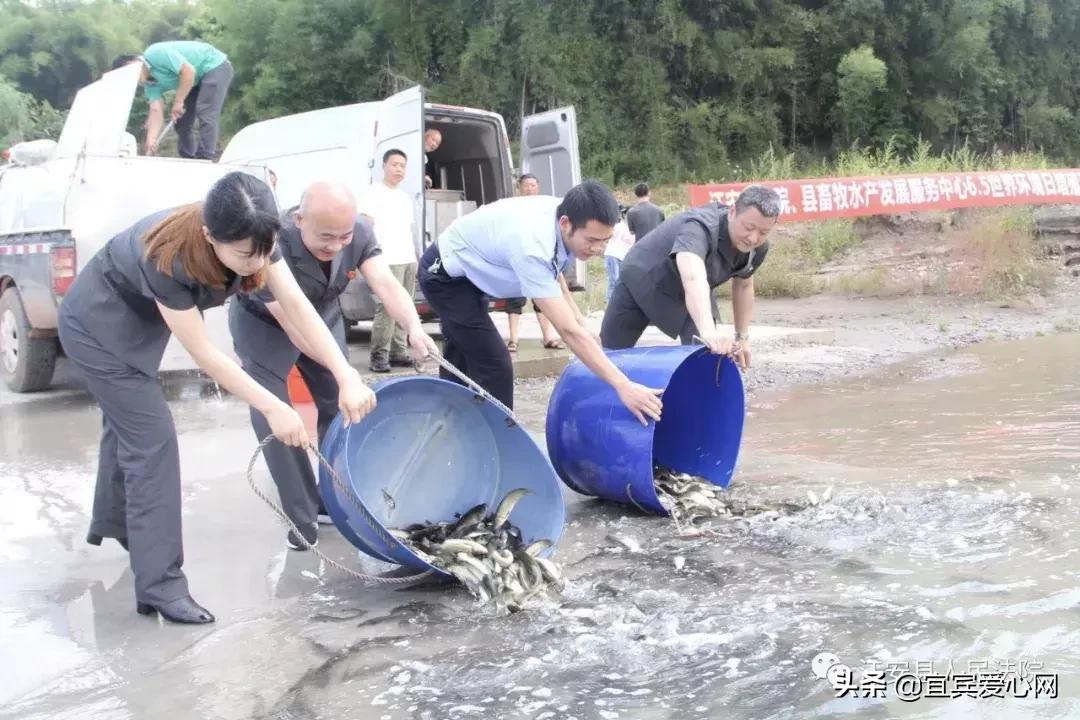 长记性啦，为啥在宜宾不能乱捕泥鳅黄鳝？江安县法院有话说