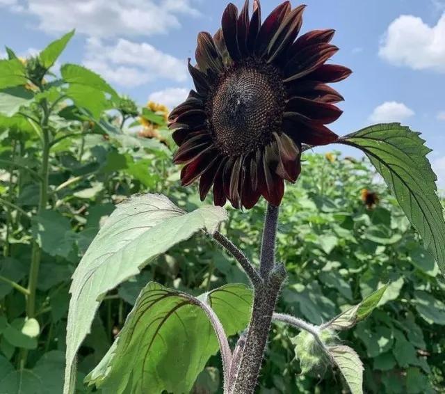 流年不利运气超差,流年不利昙花一现