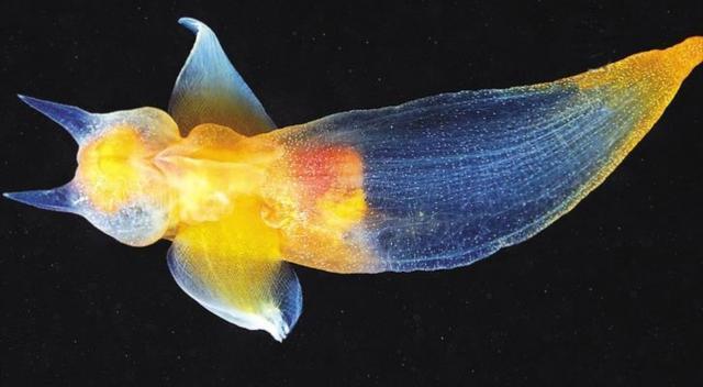 俄罗斯潜水发现水蝴蝶,俄罗斯潜水员发现海蝴蝶
