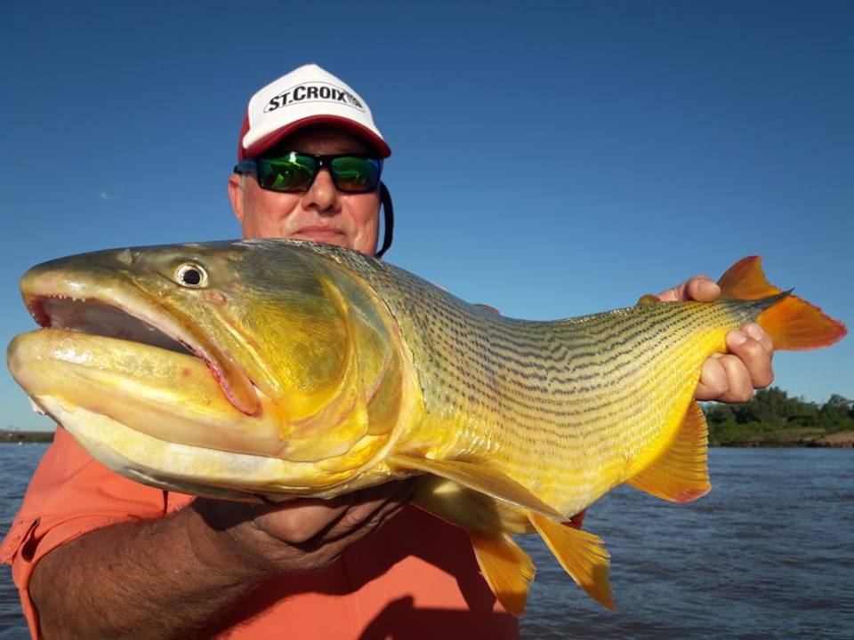 南美洲亚马逊黄金河虎,南美黄金河虎鱼