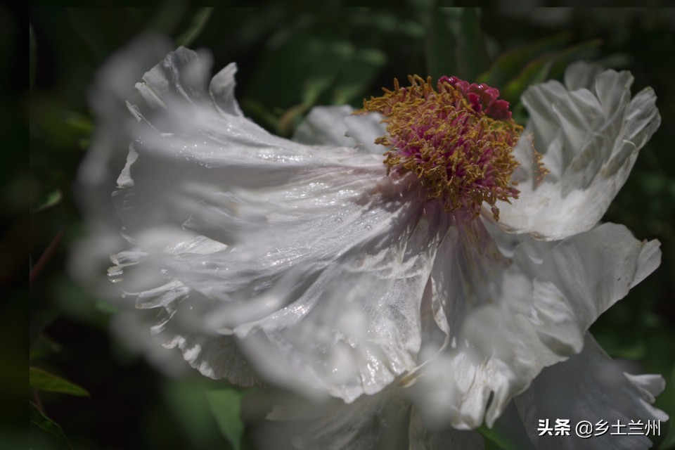 芍药花开的季节等你欣赏,芍药花开如诗如画