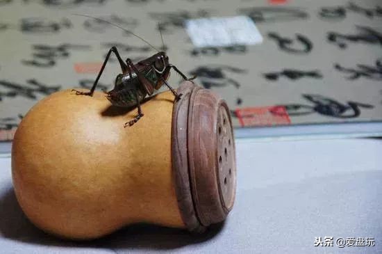鸣虫之油葫芦和蝈蝈,蝈蝈蟋蟀油葫芦三大鸣虫叫声