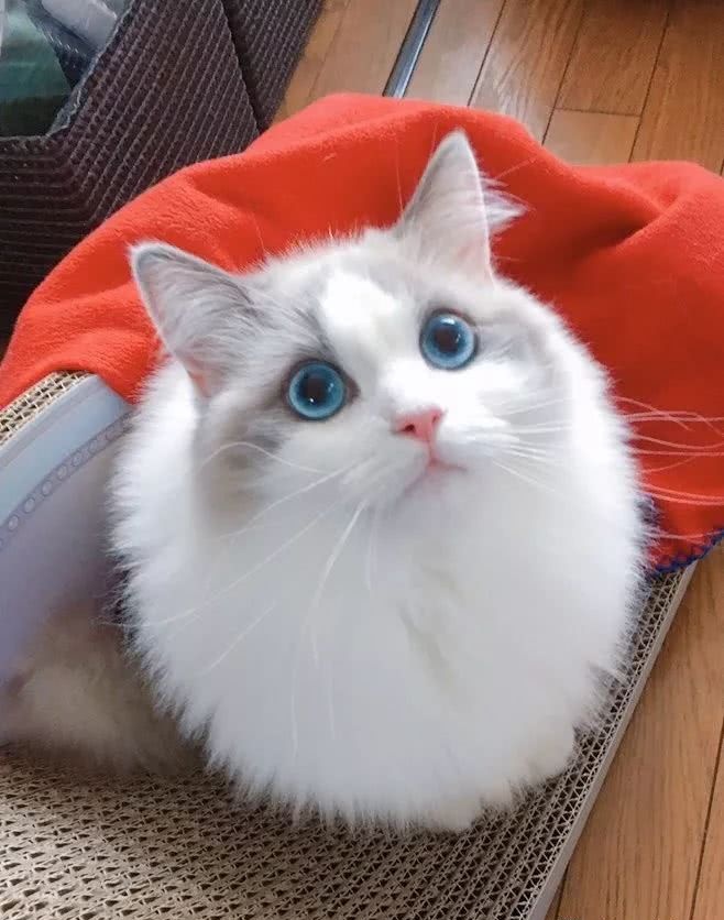 猫咪到底是什么样的猫,猫到底是个什么物种至今还是个谜