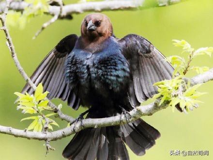 亚马逊十大凶猛植物,巴西亚马逊热带雨林动植物