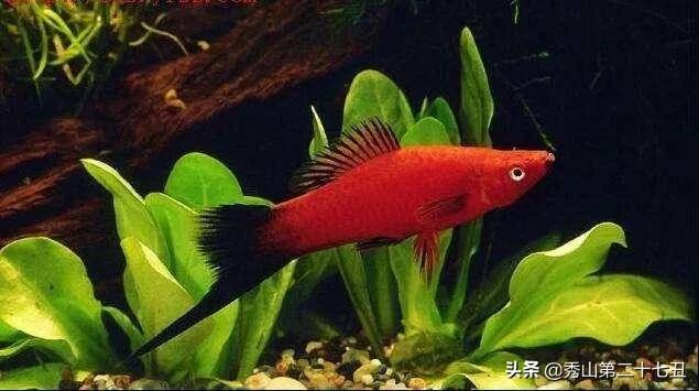 草金鱼十种最漂亮淡水观赏鱼,适合新手养的观赏鱼草金鱼