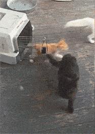 众所周知猫是液体吗,众所周知猫都是液体