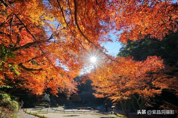 700年历史的日本小寺，为了看秋叶要买两次票，一次比一次贵