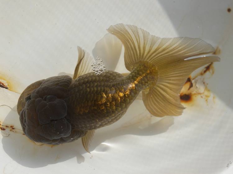 哪个品种的金鱼最漂亮最好看,传统金鱼国粹金鱼