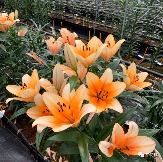 百合种球“*私走**”案引发蝴蝶效应,业内:这只是刚开始