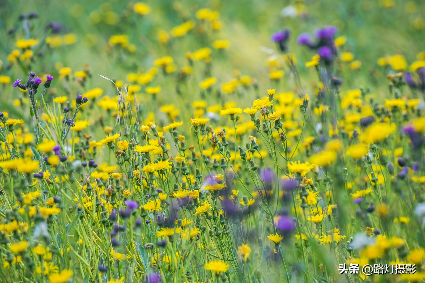 中国最美油菜花赏花地图,中国最美油菜花打卡地方
