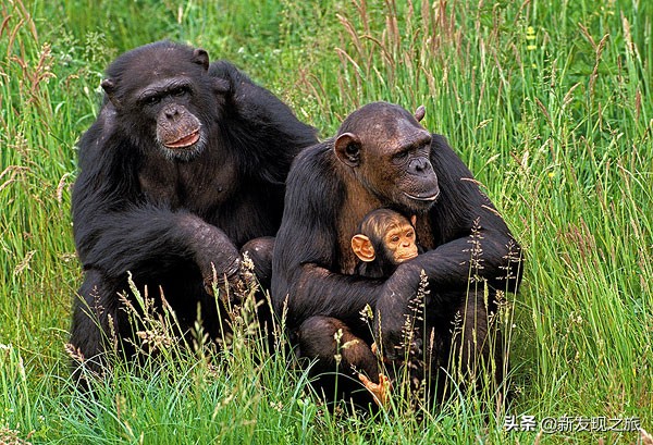 生物进化史最具代表的事件,生物进化史的意义