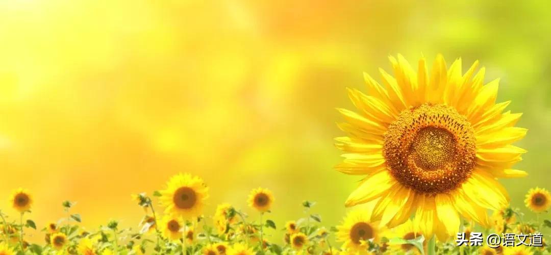 支教老师泪目,支教千字长文素材