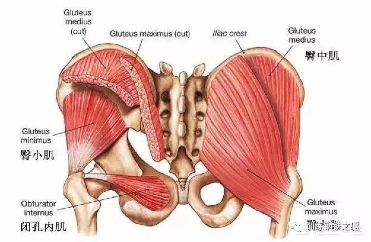 瑜伽臀部两边塌陷怎么锻炼,如何锻炼臀部肌肉塌陷