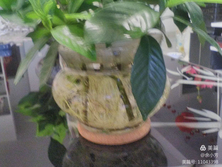 栀子花开舞蹈视频,栀子花开何炅