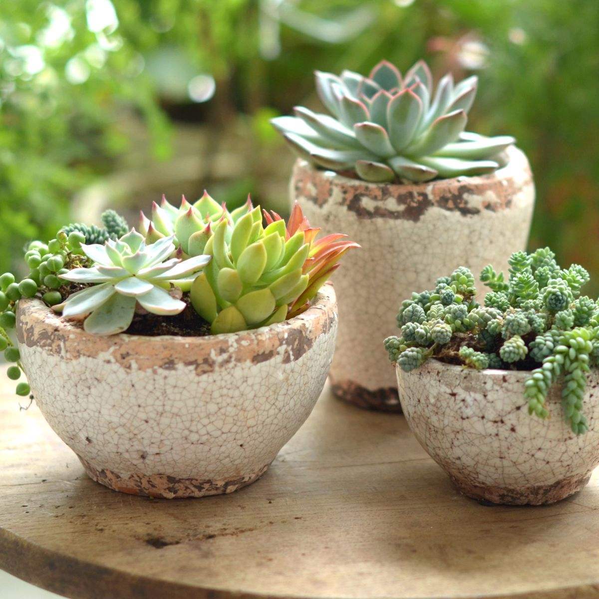 多肉蒂亚变黄了是什么原因,多肉变白了怎么补救