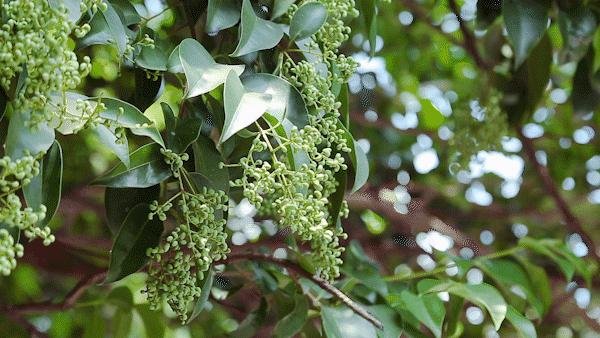 一家面馆的面,一家面馆汤底