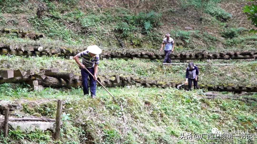 “仙草林”有什么致富宝？“罗曼粉”还可以下“金蛋.......