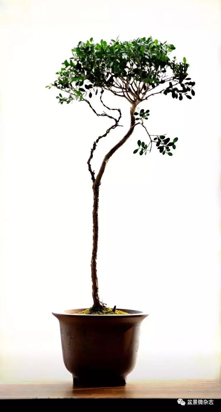 盆景艺术欣赏视频大全,盆景万象盆