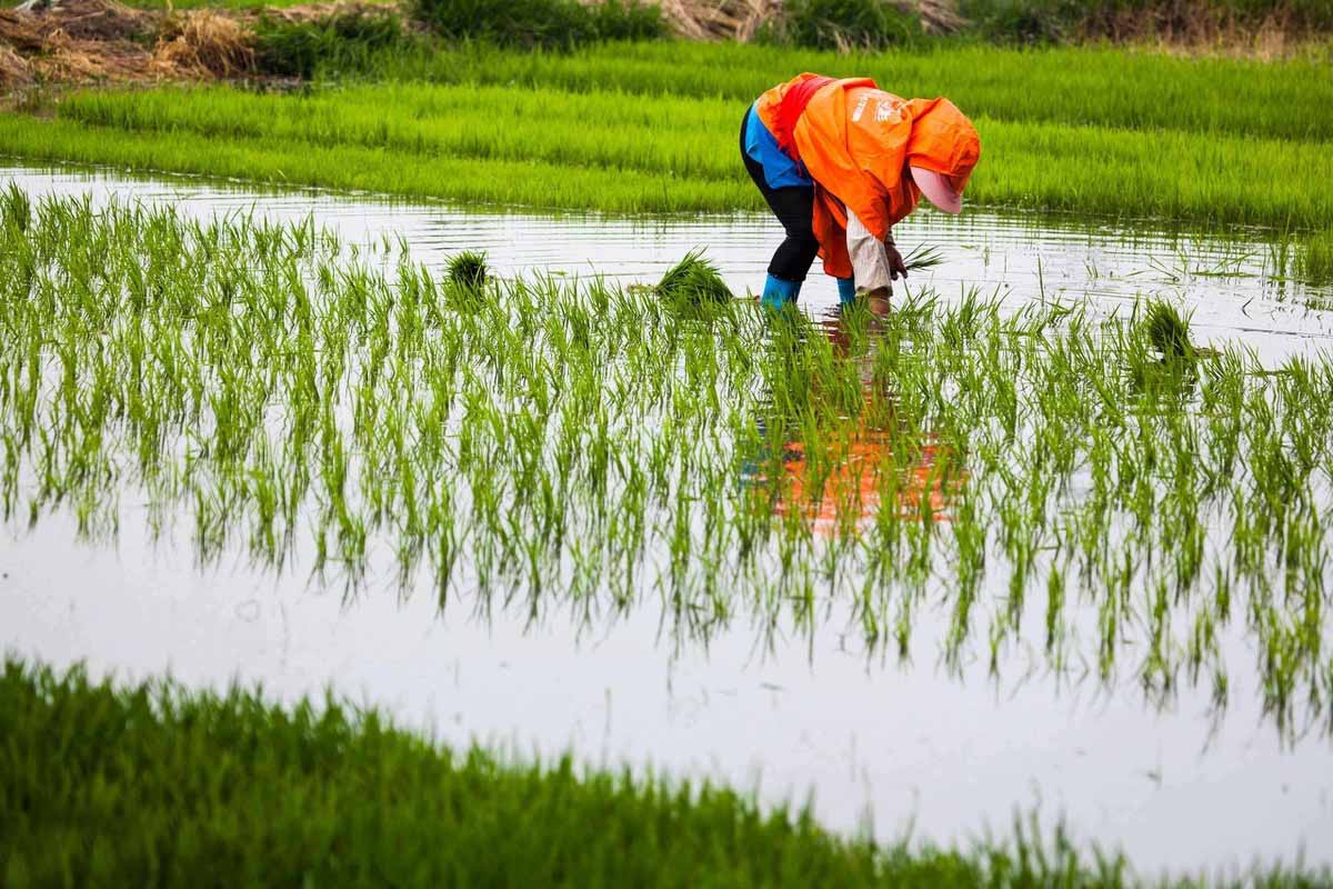 吉林出大米的县,吉林省比较有名的大米
