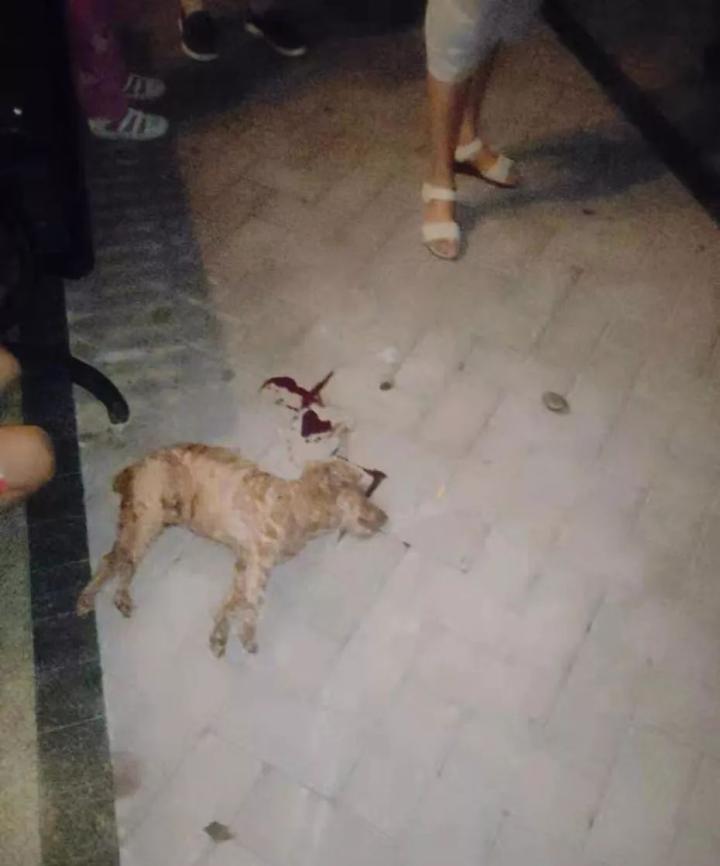 台风天遛狗太不友好了,台风天出门遛狗