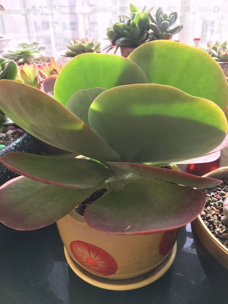 2021牛转乾坤砥砺前行,2021年牛转乾坤时来运转