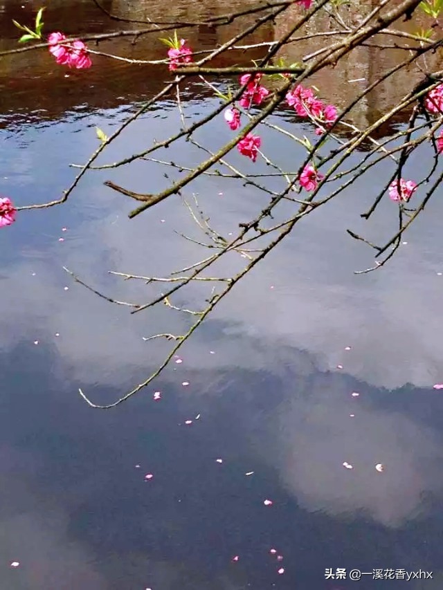 春风又绿江南岸风景,春风又绿江南岸风景图片