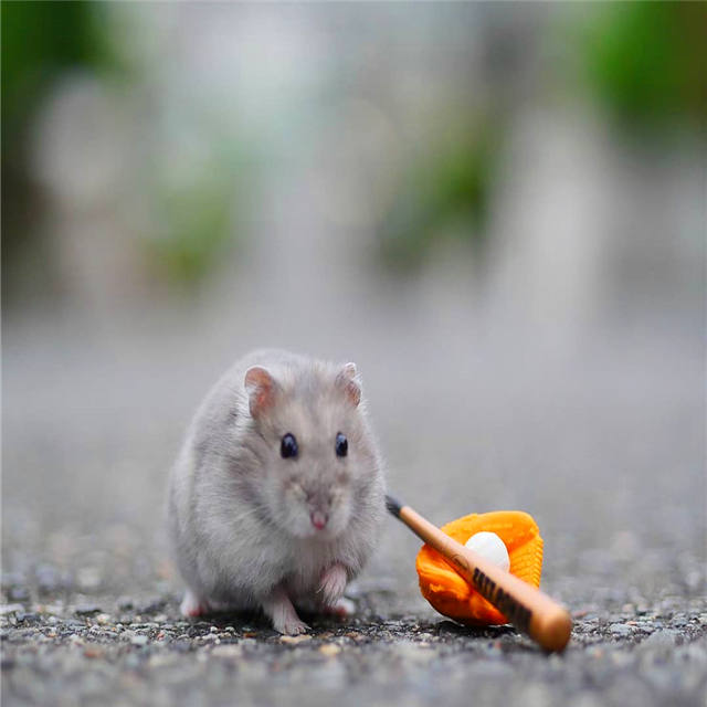 仓鼠要是走丢了它可以挖地道吗,仓鼠走丢了怎么快速引出来