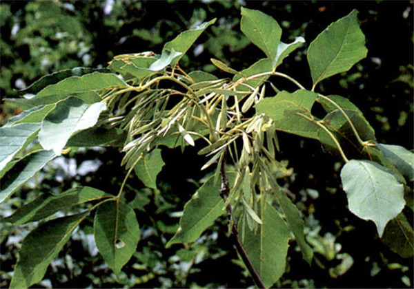 白蜡栽培方法,白蜡树栽培技术