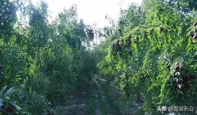 新疆若羌县祁曼塔格乡有多大,最大的县城若羌县