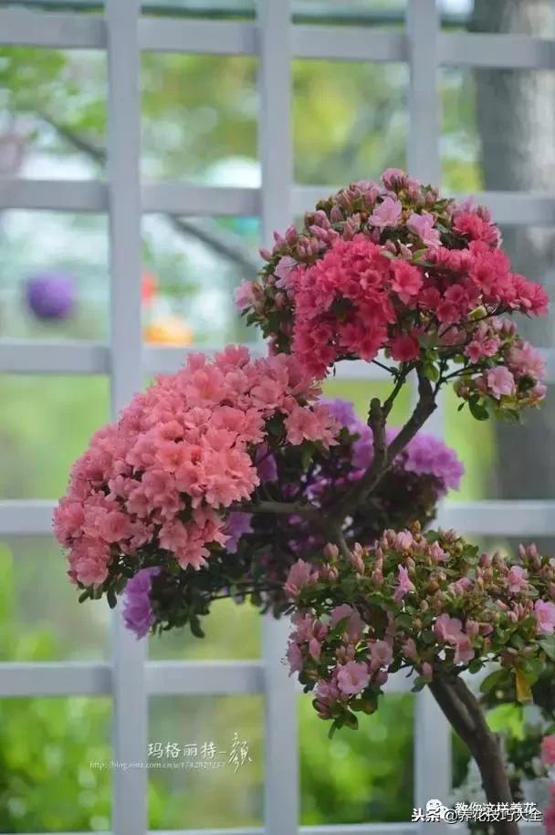 刚栽的杜鹃花蔫了怎么办,杜鹃花死了一半怎么回事