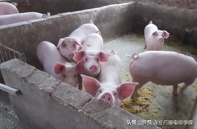 养猪养殖模式有什么优缺点,生态经济型养猪技术