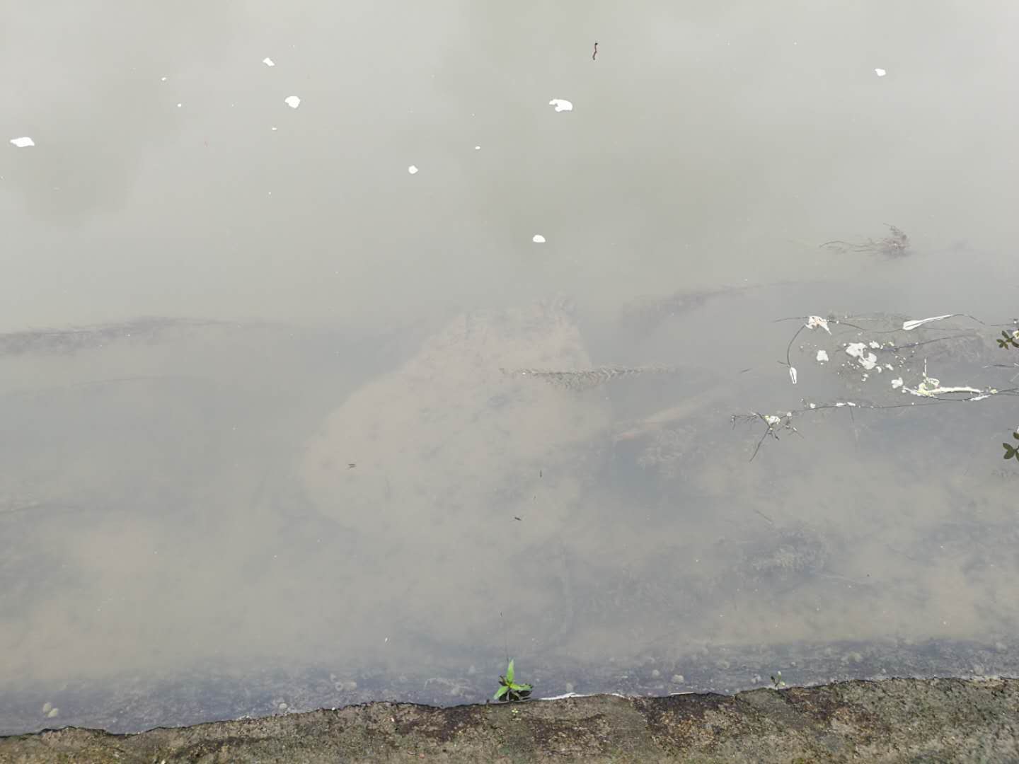 趴地虎怎么钓,趴地虎怎么钓路亚