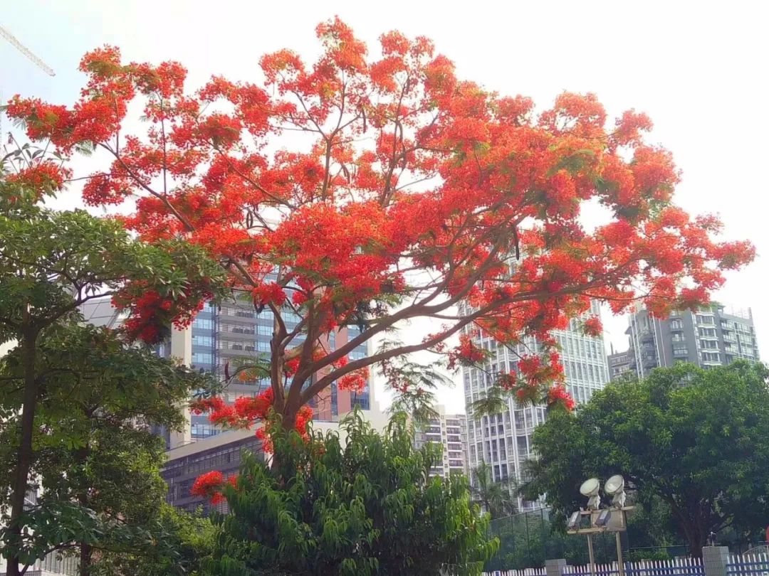 毕业季的凤凰花和栀子花,毕业季凤凰花开的时候